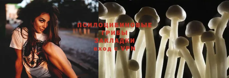 Псилоцибиновые грибы Psilocybine cubensis Щёкино